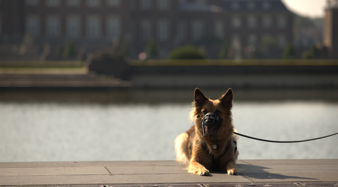Social Walk