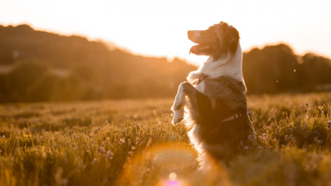 Dogdance für Einsteiger