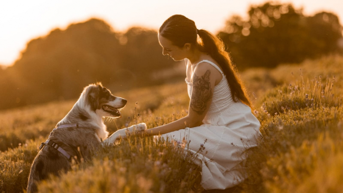 Dogdance für Fortgeschrittene